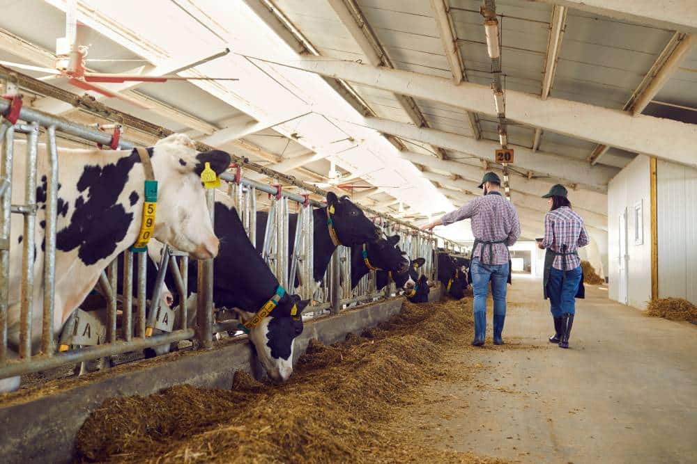 cattle farm worker injury lawyer in Houston, Texas